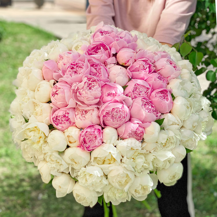 101 белый и розовый пион в крафте (в руках)